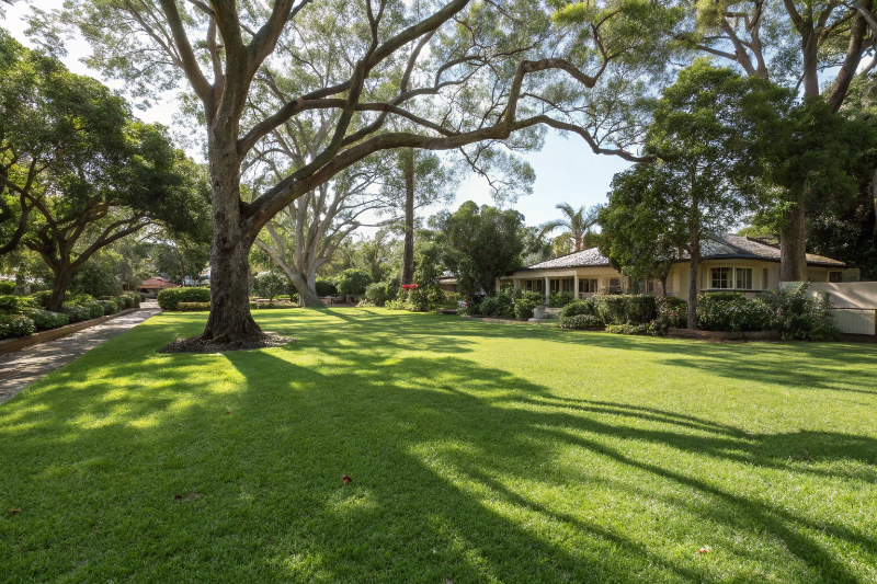 Buffalo grass thriving in shaded area under established trees in Rockhampton garden
