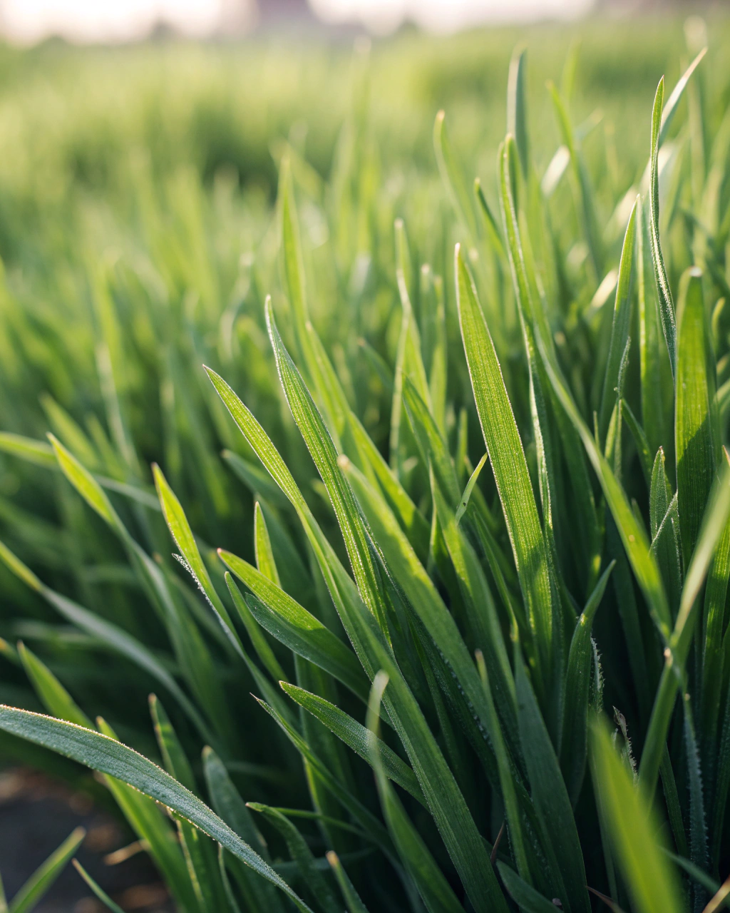 Close-up of established Buffalo grass showing soft dark green texture and dense blade coverage