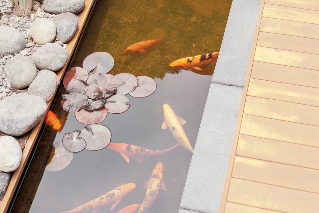 natural-pond-with-koi-fish-and-water-lilies-in-roc (2)